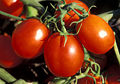 American cultivar the Ohio processing tomato