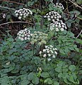 Angelica sylvestris