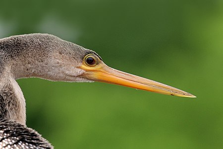 Anhinga (Anhinga anhinga) female head, Pantanal