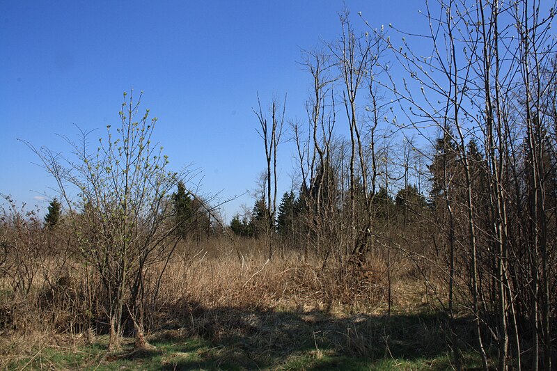 File:Biosphärenreservat Rhön nahe Frankenheim (04).jpg