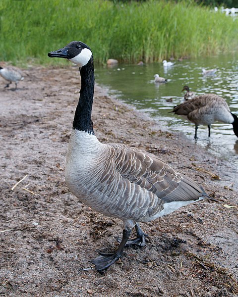 File:Branta canadensis kallerna.JPG