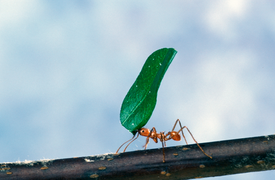 February 20: A leaf-cutter ant.