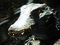 Deutsch: Porträt eines Brauen-Glattstirnkaimans (Paleosuchus palpebrosus) im Fossilium des Tierparks Bochum. English: Portrait of a Cuvier's dwarf caiman (Paleosuchus palpebrosus) in the fossilium of the Tierpark Bochum, Germany.   This file was uploaded with Commonist.