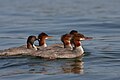 * Nomination Common Merganser, female and youngs --Cephas 21:43, 21 August 2009 (UTC) * Decline Bad crop. --kallerna 08:53, 23 August 2009 (UTC)