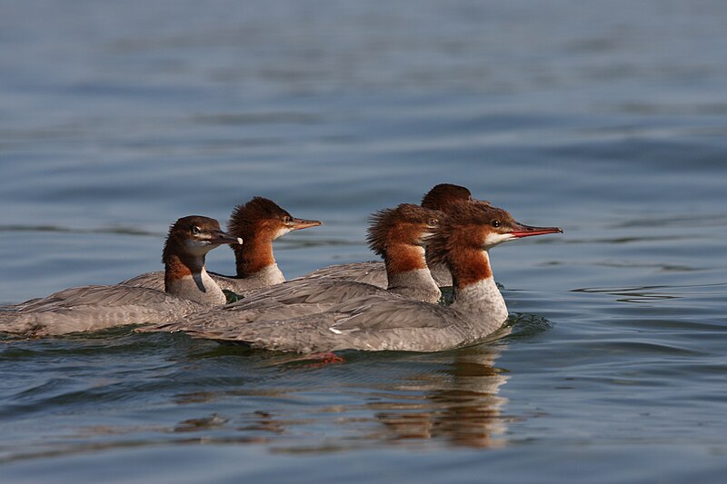 File:Mergus merganser2 BS.jpg