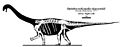 Skeletal of Opisthocoelicaudia