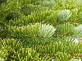 Foliage, Burroughs Mountain, Mount Rainier, Washington