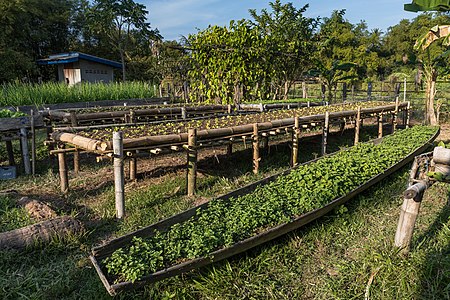 Repurposed pirogue as kitchen garden