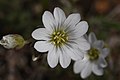 Cerastium arvense