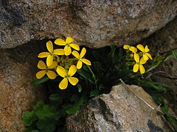 Erysimum arenicola