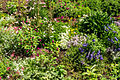 * Nomination: Flowerbed of various summer cultivars, "Generalife" gardens, Granada, Spain.--Jebulon 18:21, 8 December 2012 (UTC) * Review  Comment. A little bit „unruhig“ (too manifold) as we say in German and some parts are overexposed. -- Lothar Spurzem21:21, 8 December 2012 (UTC) Thanks for review. "unruhig" verstanden, it is on purpose. Could you please show me where it is overexposed as the histogram does not show me any overexposure? --Jebulon 11:31, 9 December 2012 (UTC)