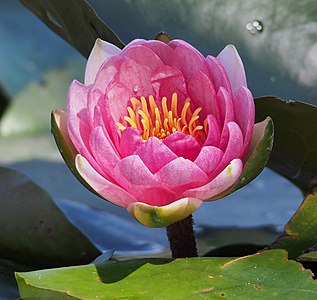 Nymphaea Laydekeri Purpurata in a swamp