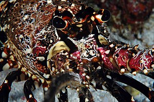 A close-up shot of a Hawaiian spiny lobster