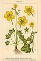 Ranunculus acris vol. 5 - plate 48 in: Jacob Sturm: Deutschlands Flora in Abbildungen (1796)