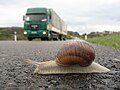 "Snail_in_danger.jpg" by User:Electron