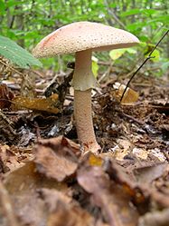 Amanita rubescens