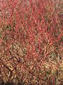 branches in winter