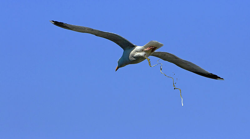 File:DefecatingSeagull 3.jpg