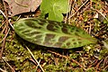 Erythronium oregonum