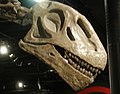 Omeisaurus skull