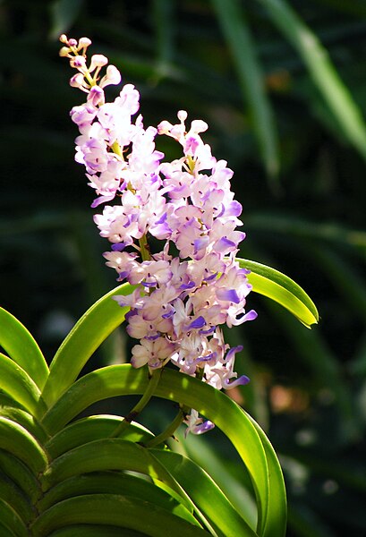 File:Rhynchostylis coelestris Rchb. f..jpg