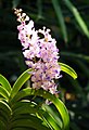 Rhynchostylis coelestis Habitus and flowers