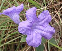 Ruellia geminiflora