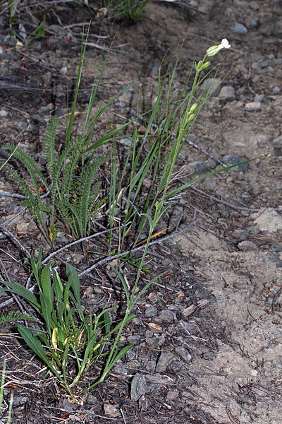 File:Silene parryi 7301.JPG