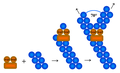 Arp23 barbed end branching model