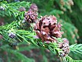 Female cones