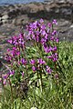 Dodecatheon pulchellum