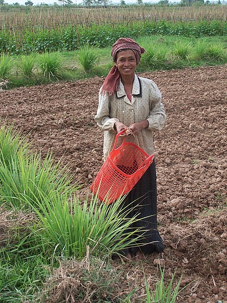 File:Khmer woman fields.jpg