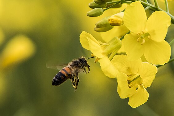 L'ape cerca il nettare sui fiori gialli della colza