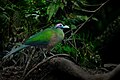 119 Sumatran Ground-Cuckoo 0A2A4427 uploaded by JJ Harrison, nominated by Cmao20,  15,  0,  0