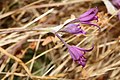 Allium acuminatum