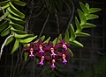 * Nomination Dark purple Trichoglottis (Trichoglottis atropurpurea) in Brooklyn Botanic Garden. --Rhododendrites 04:52, 10 October 2017 (UTC) * Promotion Good quality. --W.carter 22:14, 10 October 2017 (UTC)