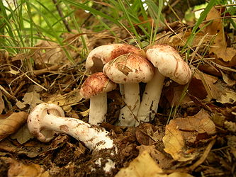 Hygrophorus russula