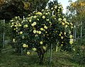 "Lichtkönigin_Lucia_Rosarium_Wettsteinpark.jpg" by User:Anna reg