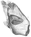 Xenoposeidon vertebra