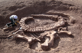 August 25: Spinophorosaurus nigerensis holotype skeleton in situ during excavation in the region of Aderbissinat, Niger