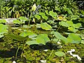 Deutsch: Indischer Lotus im Botanischen Garten Bochum. English: Indian lotus in the Bochum botanical garden.