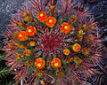 * Nomination Flowers of Ferocactus gracilis --Llez 17:42, 30 December 2011 (UTC) * Promotion Nice colours--Holleday 22:52, 30 December 2011 (UTC)