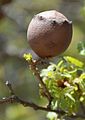 Gall Portugal - Miranda do Douro