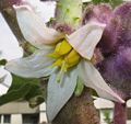 Flowers on the Plant