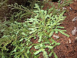 Taxus brevifolia