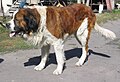 Mature St. Bernard