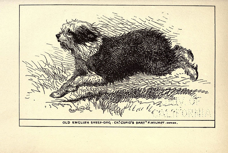 File:Bobtail BDL.jpg