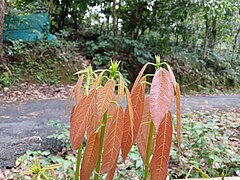 Cacao tree 8.jpg