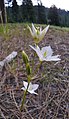 Calochortus lyallii near Tumwater Campground, Chelan County Washington