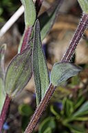 Castilleja elmeri